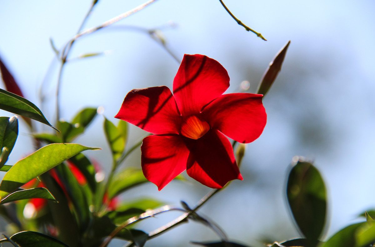 mandevilla red hummingbird flowers