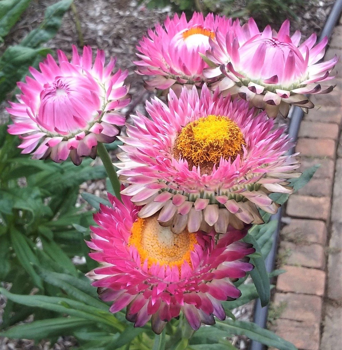 strawflower