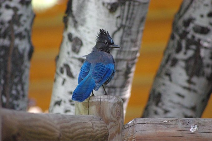 western birds steller's jay