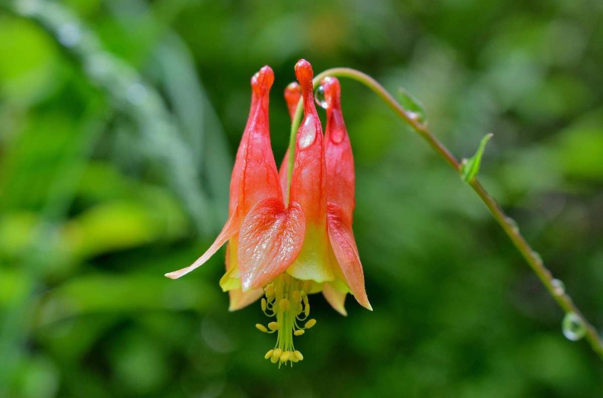 columbine red hummingbird flowers