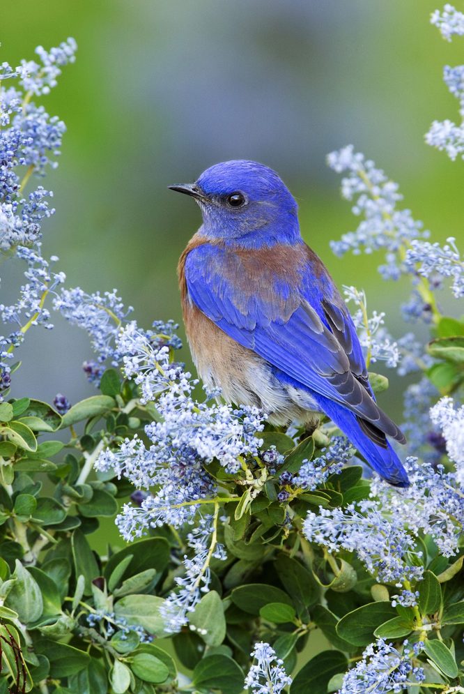 western Bluebird2