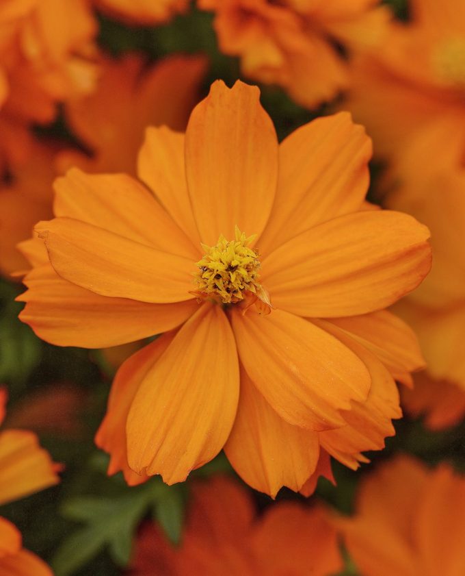 Cosmos Mandarin Bloom fall annuals