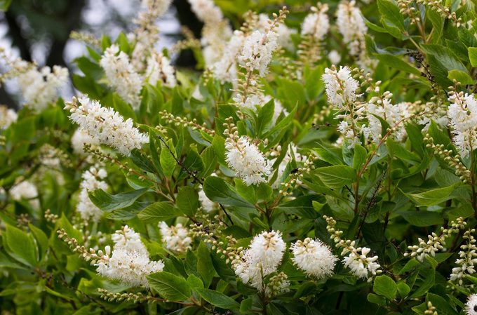 Panicles Of Scented White Flowers Of The Sweet Pepper Bush, Clethra Alnifolia