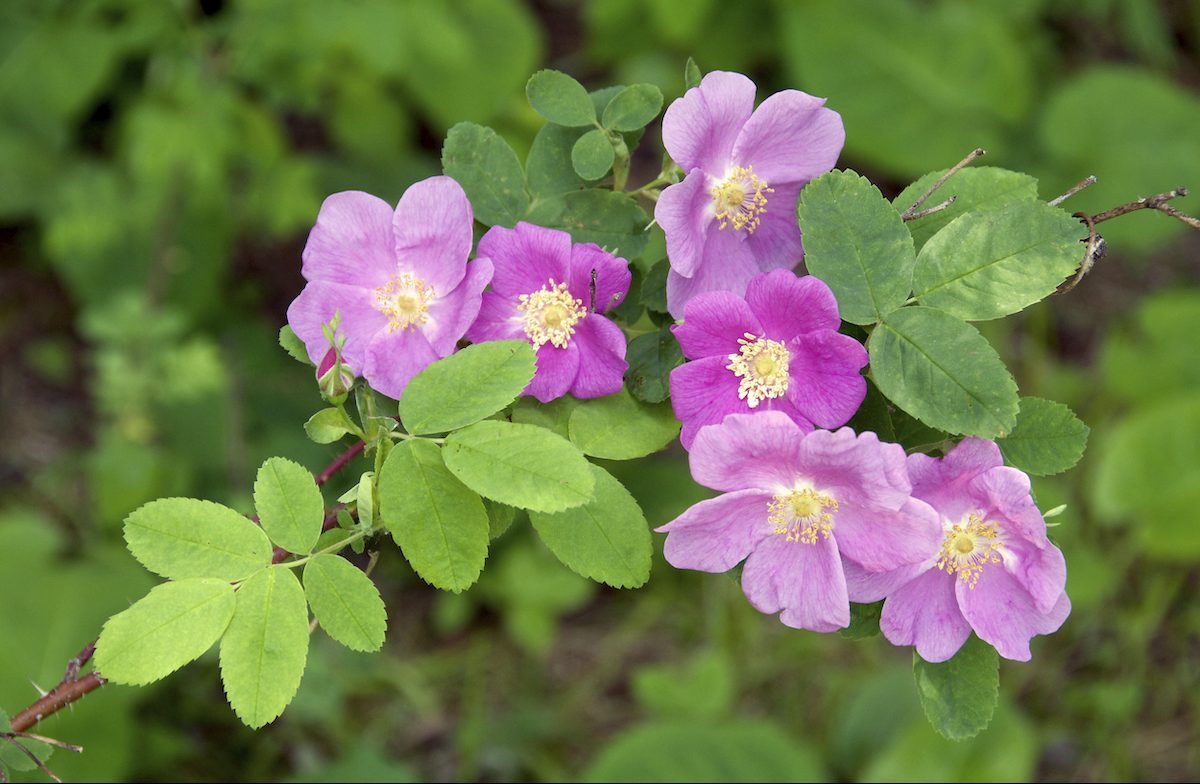 Wild Rose Blossoms, (rosa Virginiana), Summer, Near Thunder Bay, On, Canada