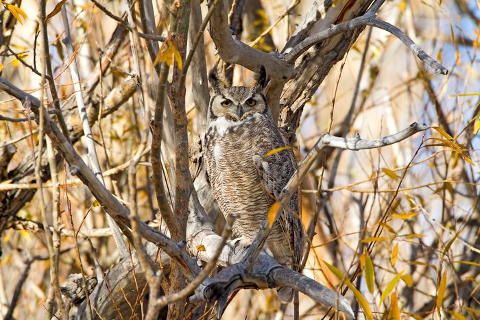Ghowl 2853