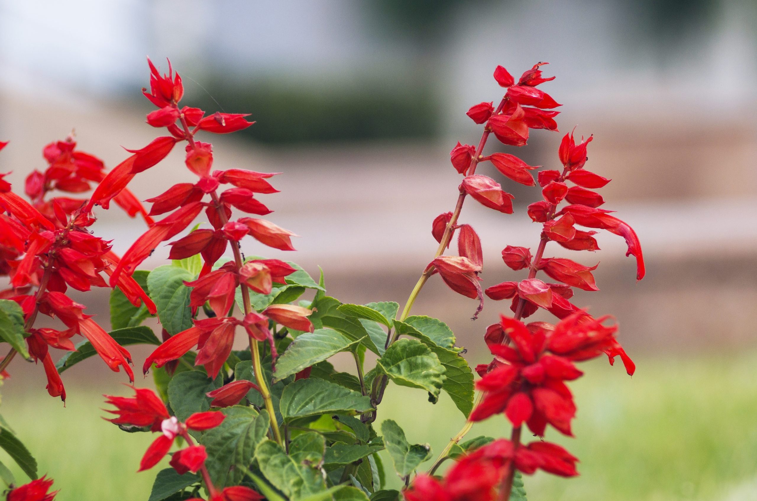 Salvia coccinea, scarlet sage, red hummingbird flowers