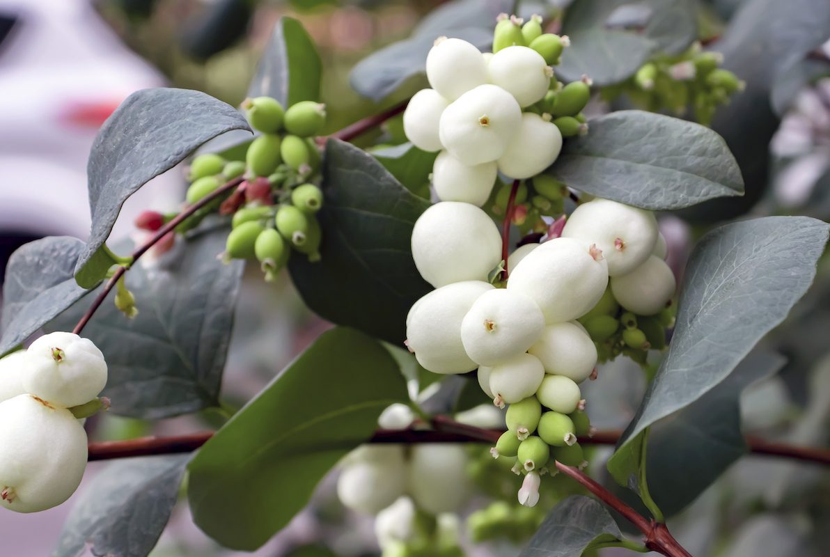 White Berries Of Symphoricarpos Albus Known As Common Snowberry On A Bush