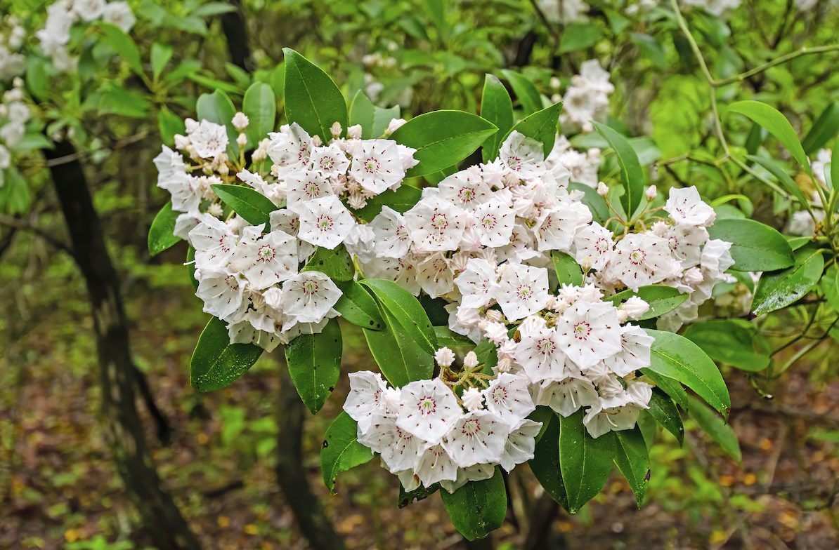 Mountain Laurel Blooming In The Spring, large shrubs