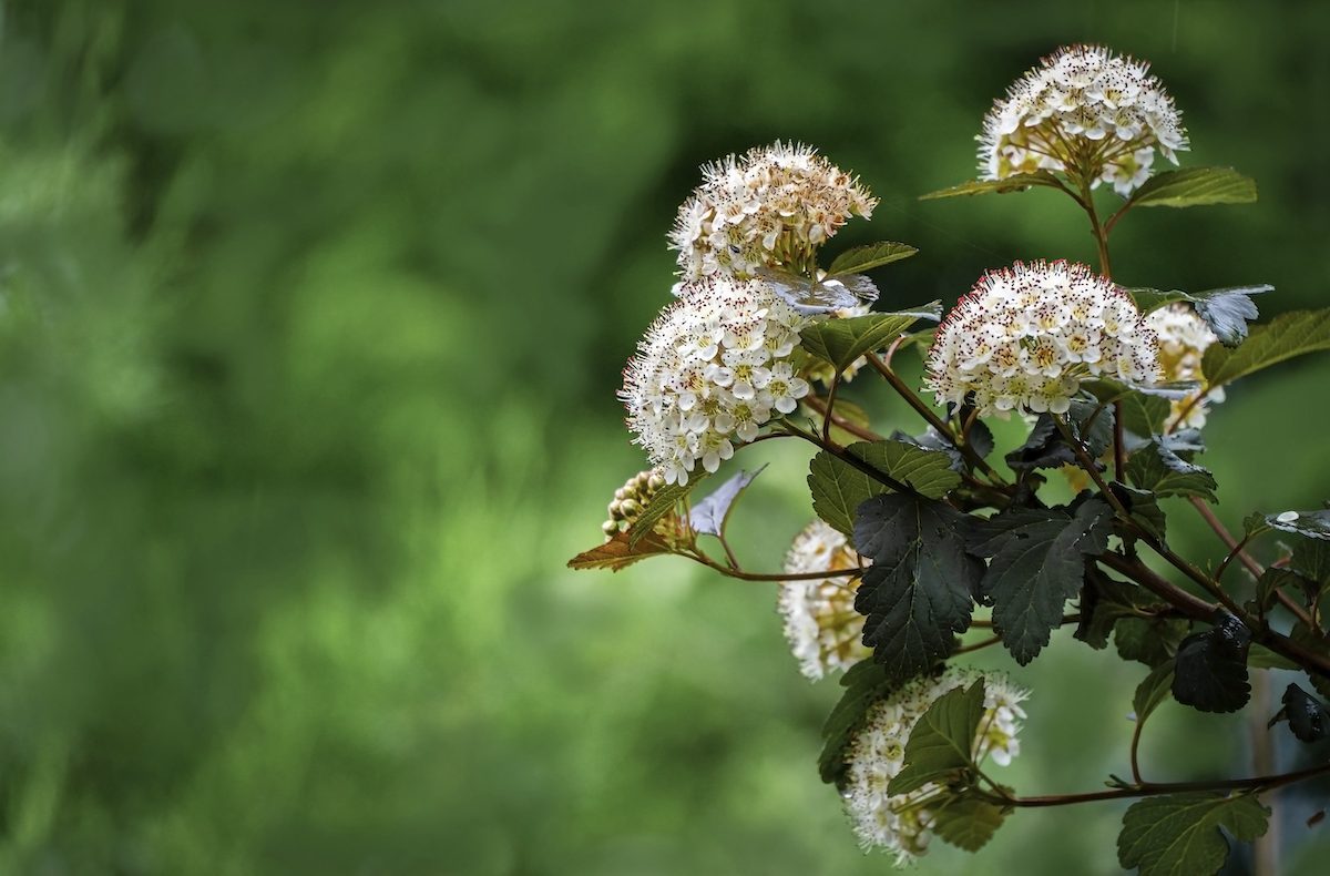 Inflorescences White Flowers Physocarpus Opulifolius Diabolo Or Ninebark With Purple Leaves On Blurred Background Greenery In Garden. Selective Focus. Floral Landscape, Fresh Wallpaper, Nature Concept, large shrubs