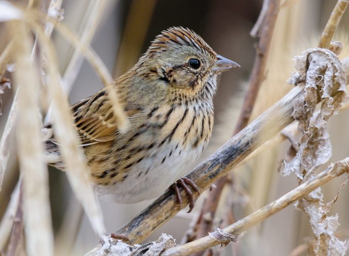 Lincoln's Sparrow