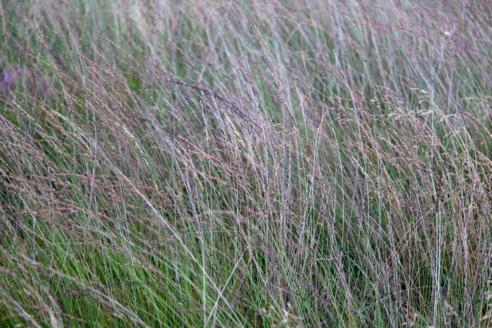 Dense vegetation of Purple moor-grass