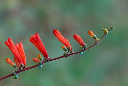 Firecracker or Eatons Penstemon, Penstemon eatonii, Grand Staircase, Escalante National Monument, Utah, USA