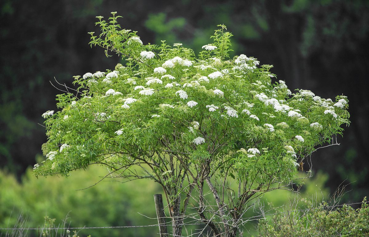Wild American Elder Sambucus Canadensis Adoxaceae, White Cluster Of Blooms