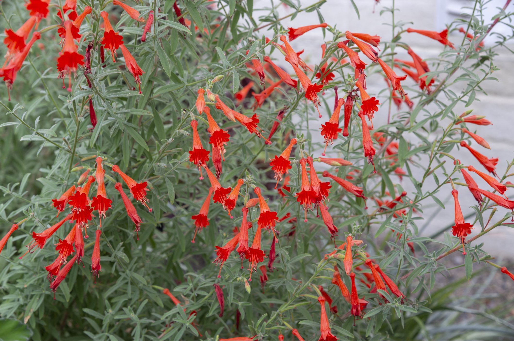 Epilobium Canum (Californian Fuchsia)