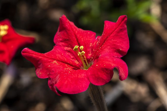 Petunia exserta