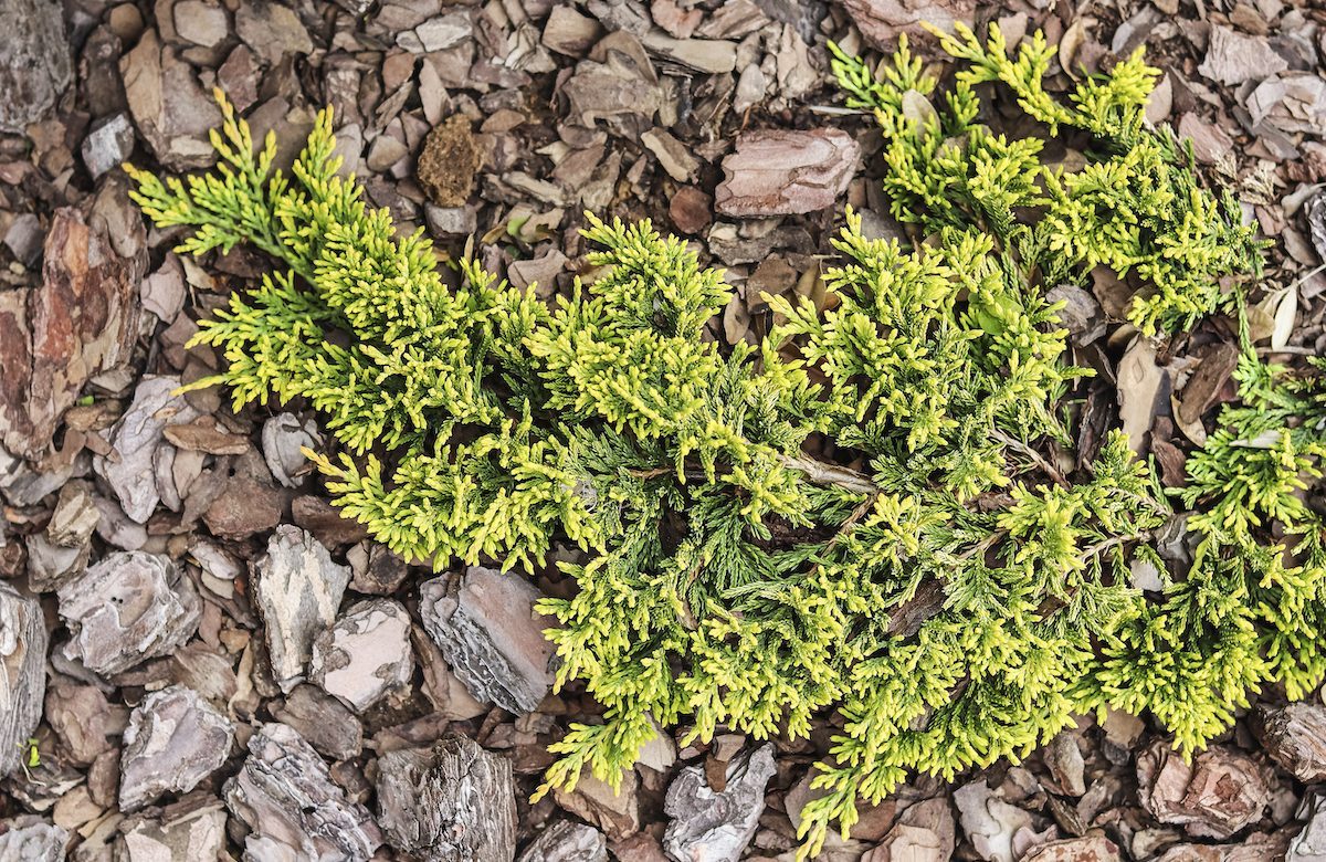 Golden Carpet, Creeping Juniper Against The Background Of Bark