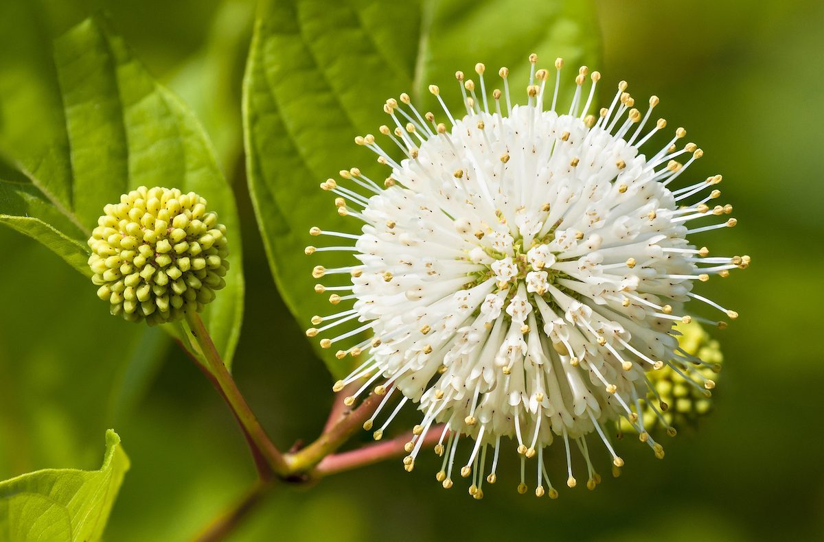 Flower Or Cephalanthus Occidentalis, Known Also As Button Bush., large shrubs