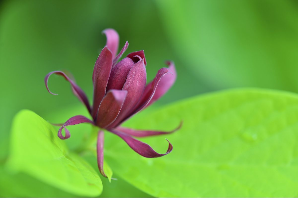 Calycanthus Floridus, Common Name: Carolina Allspi