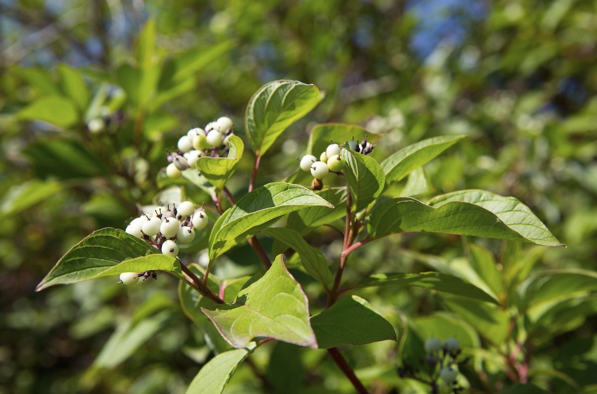 Red Osier Dogwood Tree With White Berries In Summer, large shrubs