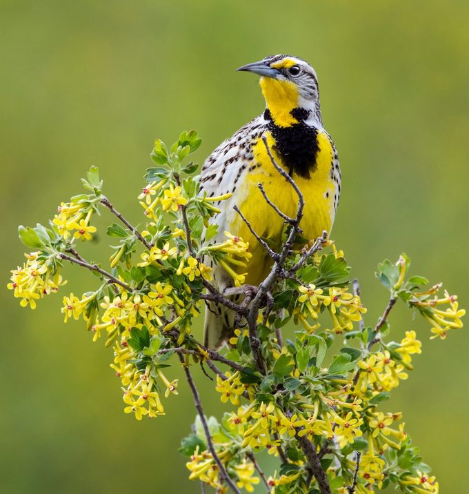 western Meadowlark2