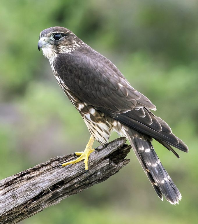Merlin Mike Matthews