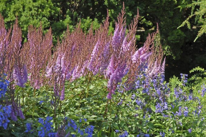 Purplecandlesastilbe