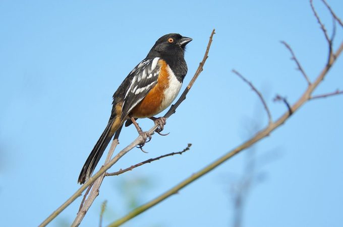 Spottedtowheem 9151r