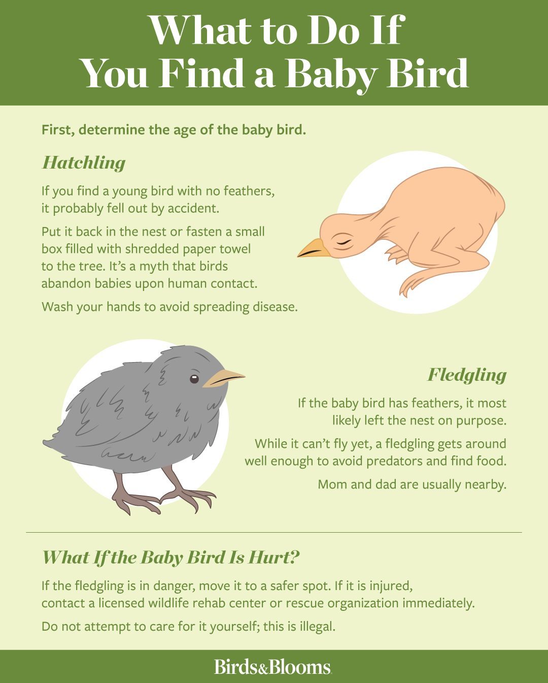 What To Do If You Find A Baby Bird Hatchling Fledgling