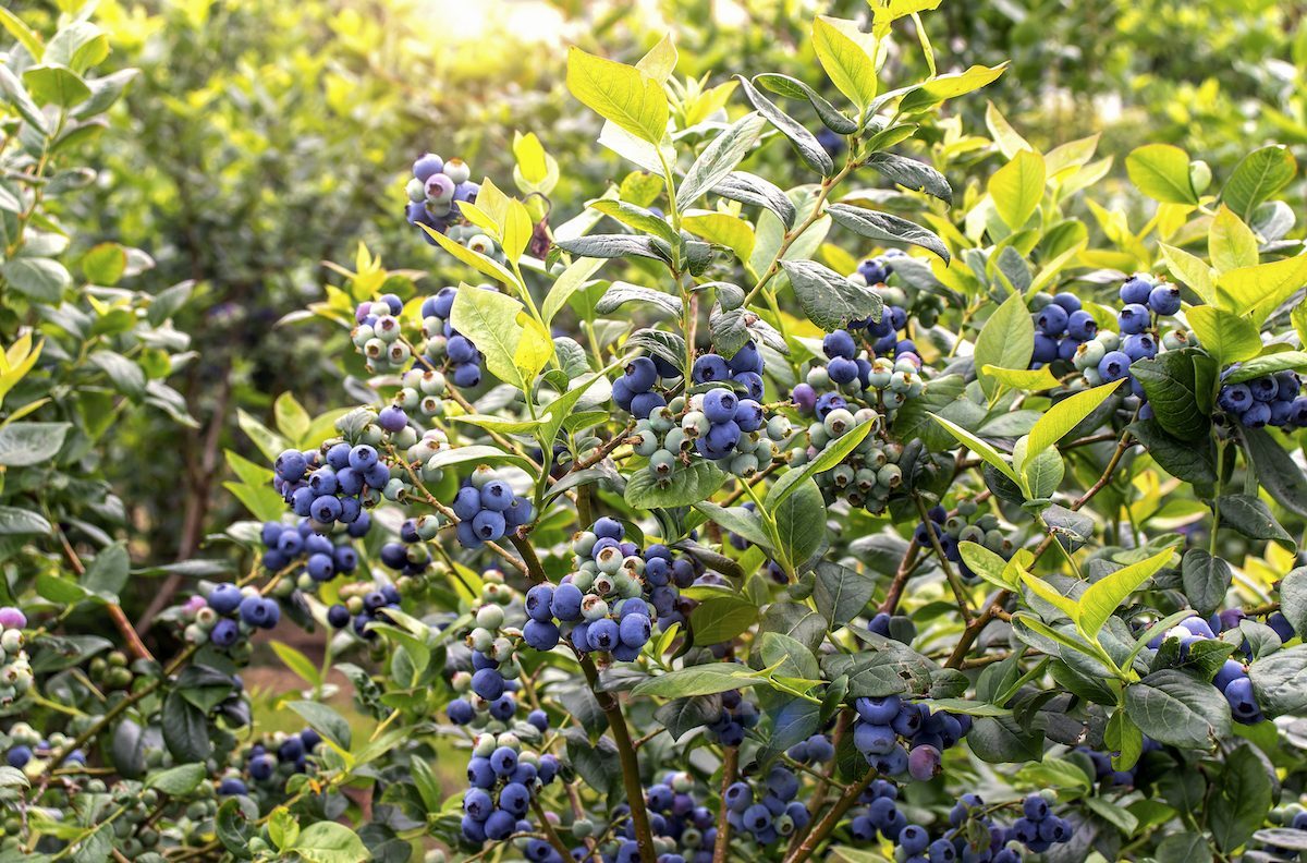 Blueberry,bush,with,ripe,fruits,on,the,berry,plantation.,vaccinium, large shrubs