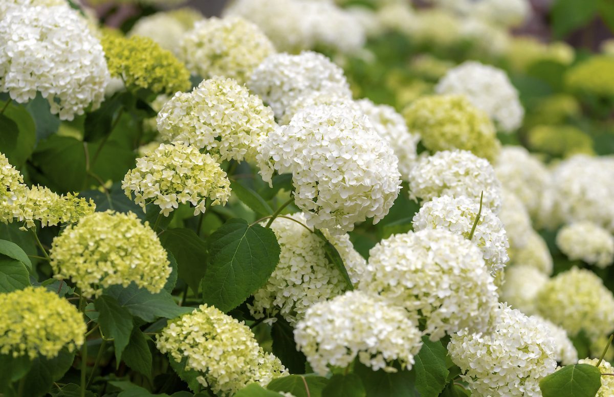 Selective,focus,white,flower,of,hydrangea,arborescens,in,the,garden
