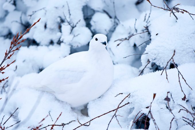 willow ptarmigan camouflage in birds