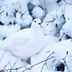 Camouflage in Birds: Hidden in Plain Sight