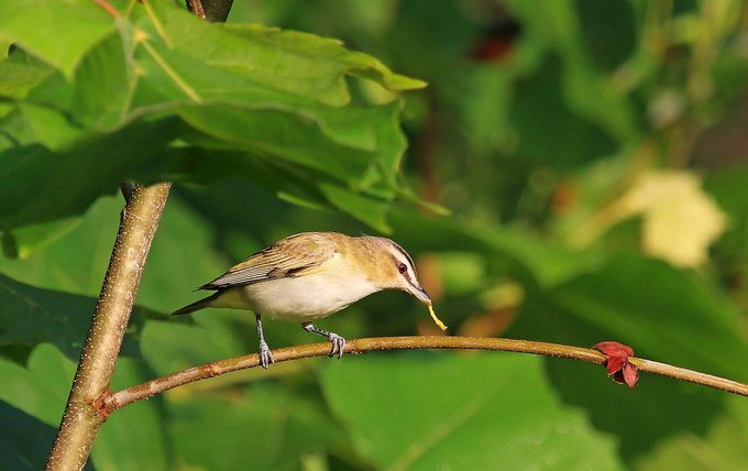 red-eyed vireo birds