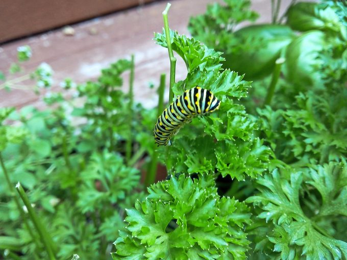 caterpillar on parsley