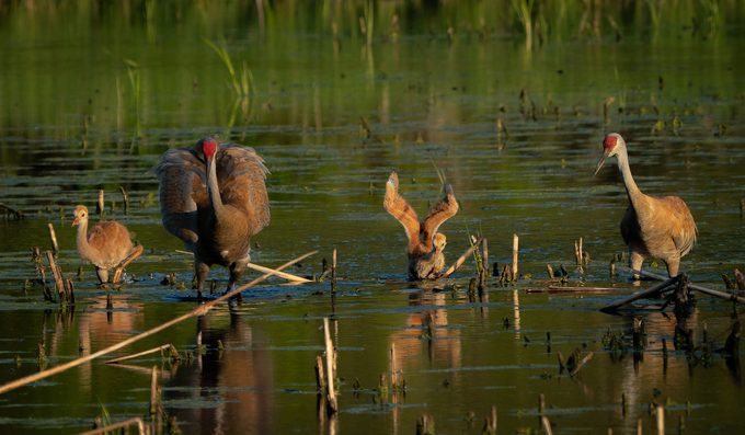 dad birds sandhill crane