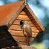 Welcome Nesting Wrens With Wren Houses