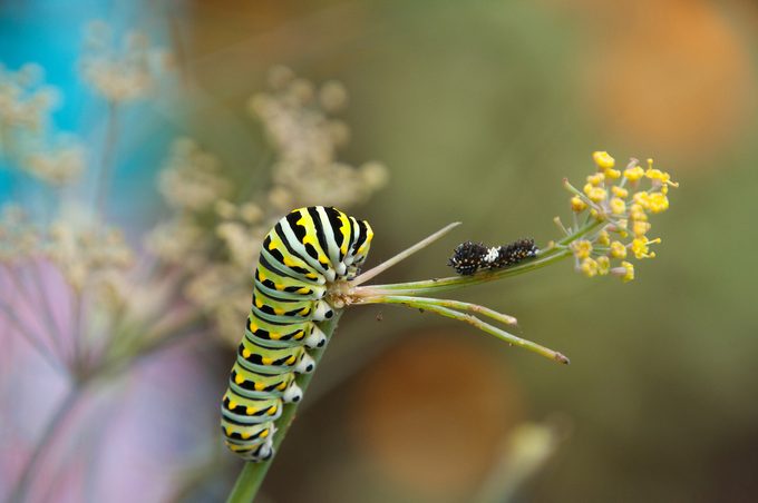 parsley caterpillar