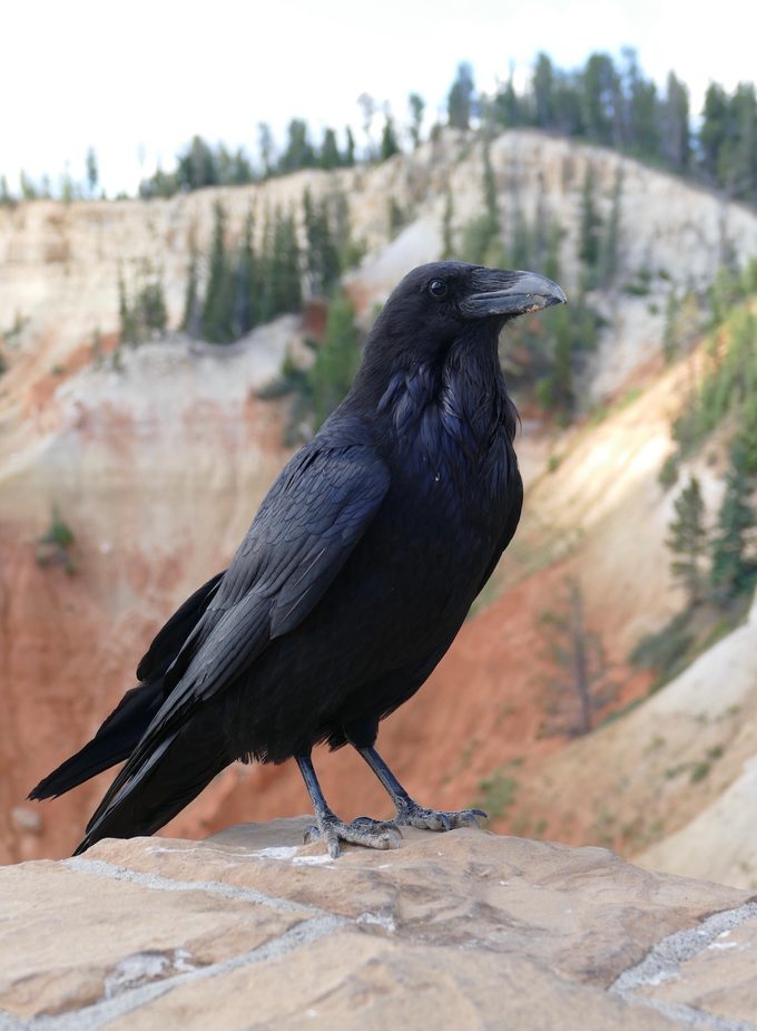 common raven