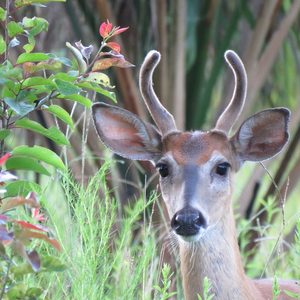 do deer eat milkweed