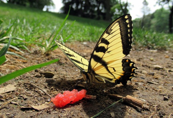 butterfly fruit watermelon