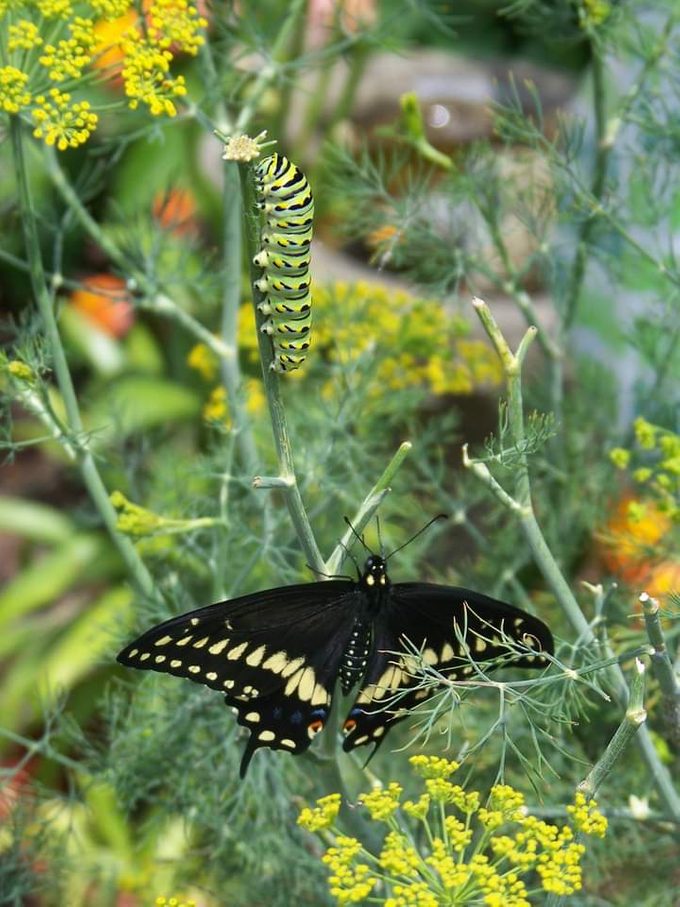 parsley caterpillar black swallowtail