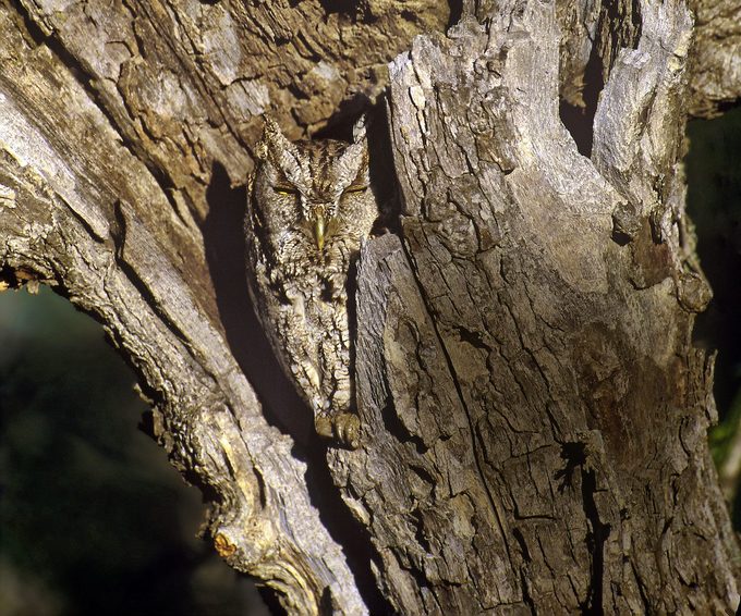 Eastern Screech Owls Otis Asio Are Small To Medium Sized Raptors Found In The Eastern And Central United States Down Into Texas