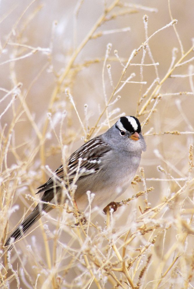 Wild White Crowned Sparrow