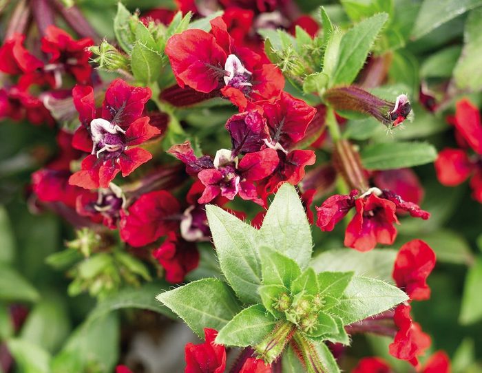 'Flamenco Samba' Cuphea llavea tubular flowers for hummingbirds