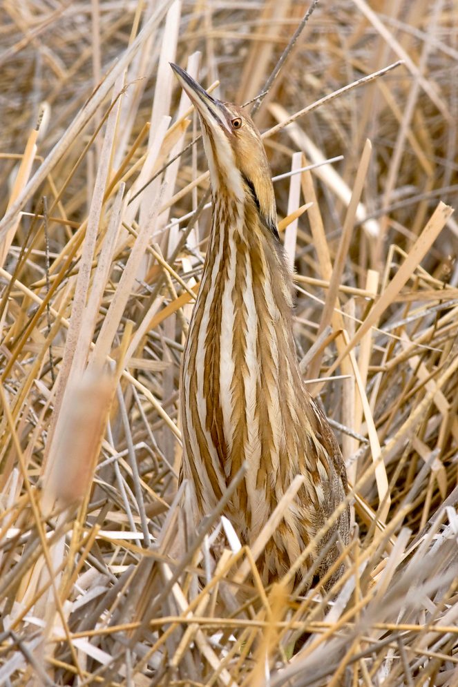 Abittern 056fjbergquist