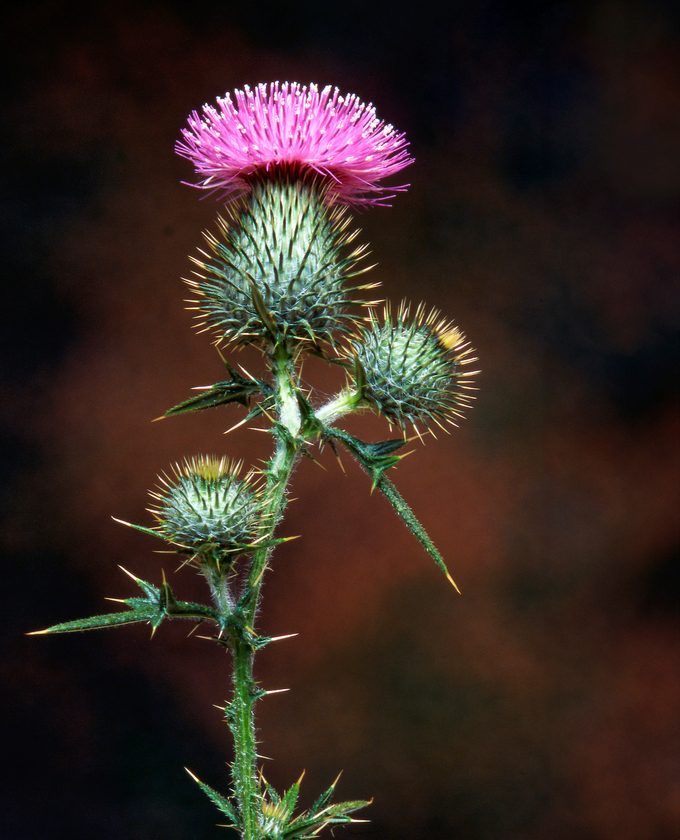 Bull Thistle (cirsium Vulgare)