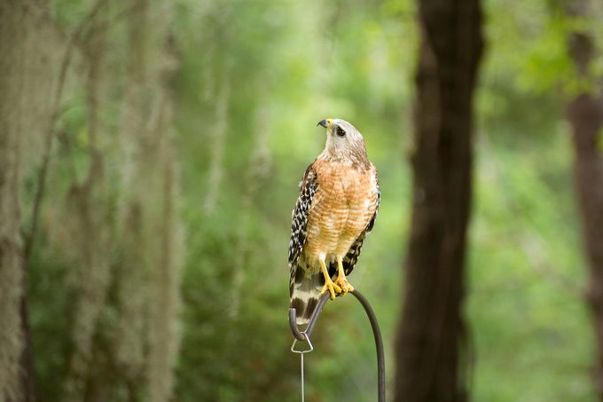 red-shouldered hawk on bird feeder pole