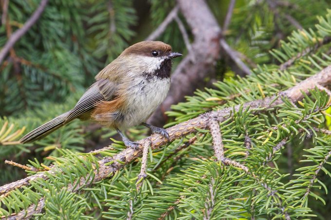 Boreal Chickadee (poecile Hudsonicus)