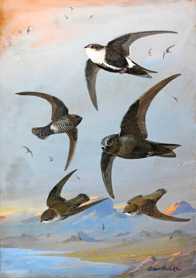 A Painting Of Several Species Of Swift Flying Together.