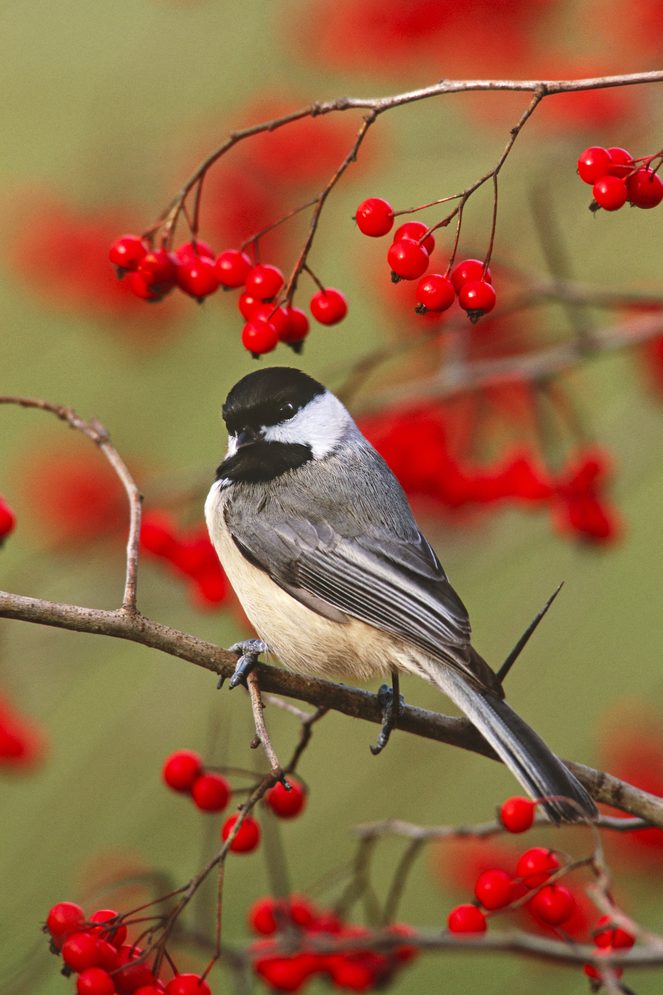 Carolina Chickadee Bcc0605